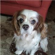 Laureato in chimica disponibile anche per lezioni di matematica e fisica